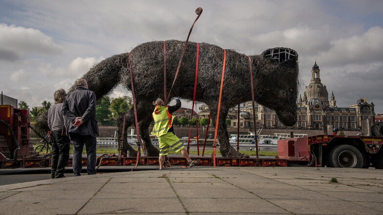 Mehrere Personen waren am Mittwochmorgen damit beschäftigt, die Hunde-Skulptur am Dresdner Elbufer für den Transport zu sichern.