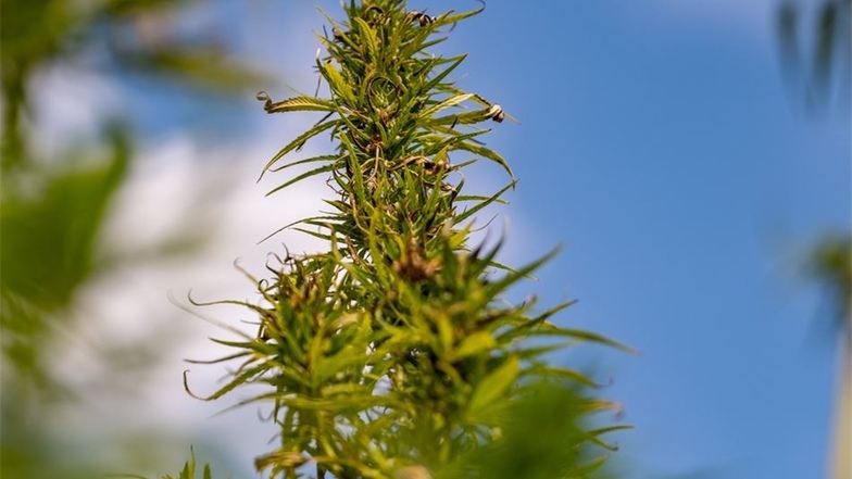 Maricann verarbeitet die Cannabisblüten auf dem erst kürzlich erworbenen Firmengelände bei Ebersbach zu CBD-Produkten weiter.