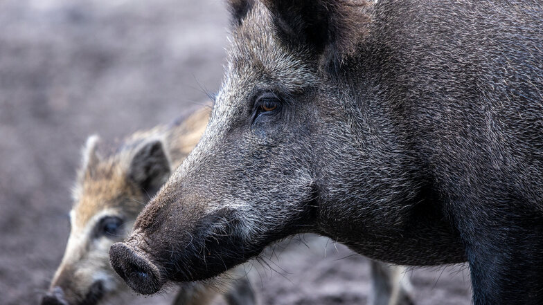 An der Grenze zu Sachsen wurden Fälle von Schweinepest entdeckt.