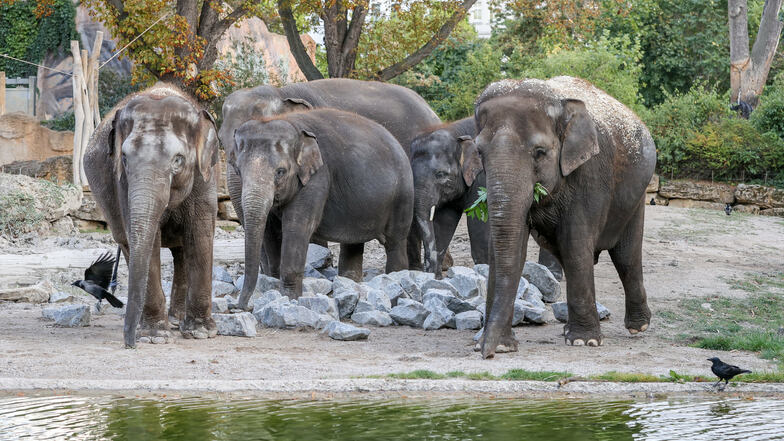 Die fünf asiatischen Elefanten Thuza (l-r), Kewa, Pantha, Edgar und Astra aus dem Berliner Tierpark erkunden das Elefantengehege in Leipzig.