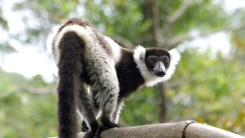 Lemuren aus Madagaskar gehören zu den besonders geschützen Tierarten.
