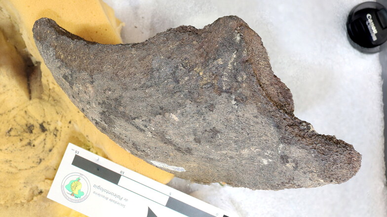 Dieses Teil des Unterkiefers wurde in Brasilien entdeckt.