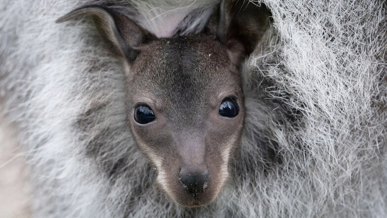 Dieses Känguru-Baby steckt im Zoo von Stralsund den Kopf aus dem Beutel der Mutter. Es zeigt sich erst seit wenigen Tagen den Besuchern.