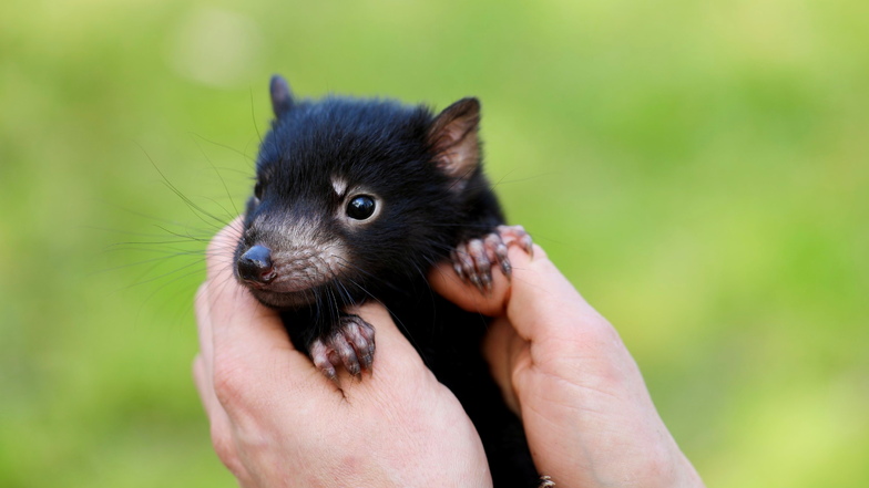 In Australien ist der 500. Tasmanischer Teufel geboren. In Anlehnung an das Wort "milestone" wurde das niedliche Joey (Jungtier) auf den Namen Milo getauft