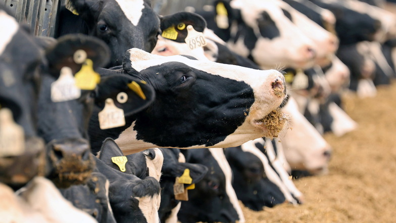 Zum Wohle des Klimas: Irland erwägt Tötung Zehntausender Kühe