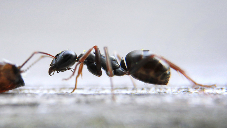 Einzelne Ameisen müssen Mieter ertragen. Nistet sich aber eine ganze Kolonie häuslich in der Wohnung ein, sollten sie den Vermieter informieren.