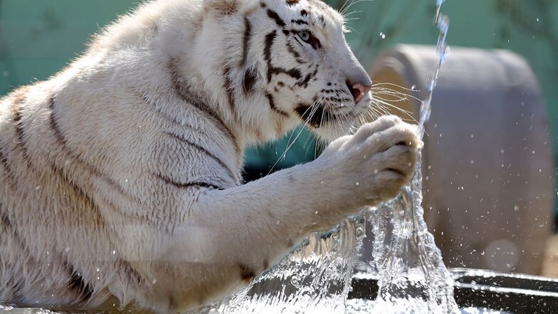 Vom Wasser können die Tiger nicht genug bekommen.