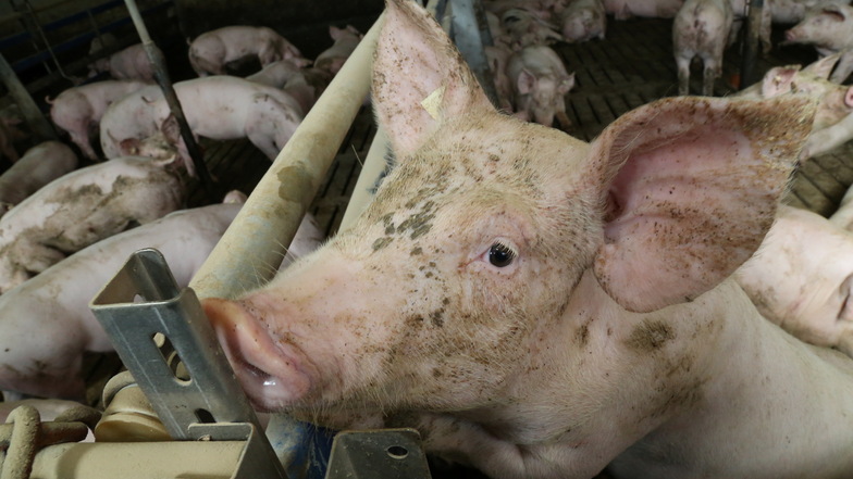 Die Kosten für Laboruntersuchungen auf das Schweinepest-Virus übernimmt bei Mastbetrieben in der Sperrzone II ab 1. September der Freistaat.