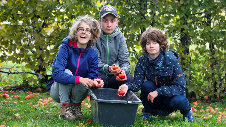 Sie haben Spaß bei der Apfellese: Kinder der Förderschule mit dem Förderschwerpunkt geistige Entwicklung im Diakoniewerk Oberlausitz.