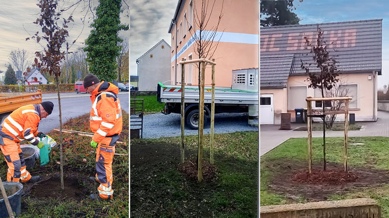 In Priestewitz, Böhla b. Ortrand und Sacka wurden Bäume in die Erde gebracht. Insgesamt in jeder Mitgliedsgemeinde des Heidebogens einer.
