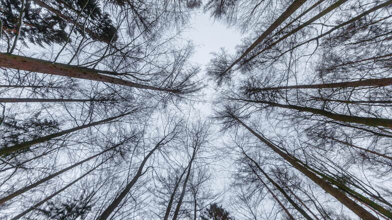 Sachsen will Holz aus einheimischen Wäldern effizienter nutzen