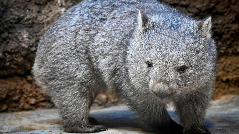 "Cooper", der Wombat aus Hannover, im Prager Zoo. Ein Nacktnasenwombat ist nach seinem Umzug aus Hannover in den Prager Zoo in Tschechien zu einer kleinen Medienattraktion geworden