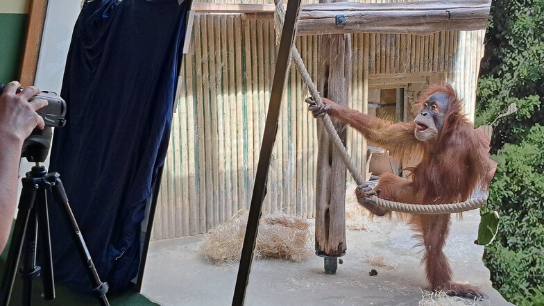 Dalai, der jüngste Orang-Utan im Zoo Dresden, schaut in den großen Spiegel, der für die wissenschaftliche Studie außen vor der Scheibe befestigt war.