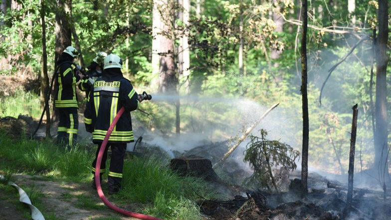 Ein Lagerfeuer wird als Ursache für diesen Waldbrand Anfang Juni in der Nähe des Bahnhofs Bertsdorf vermutet.