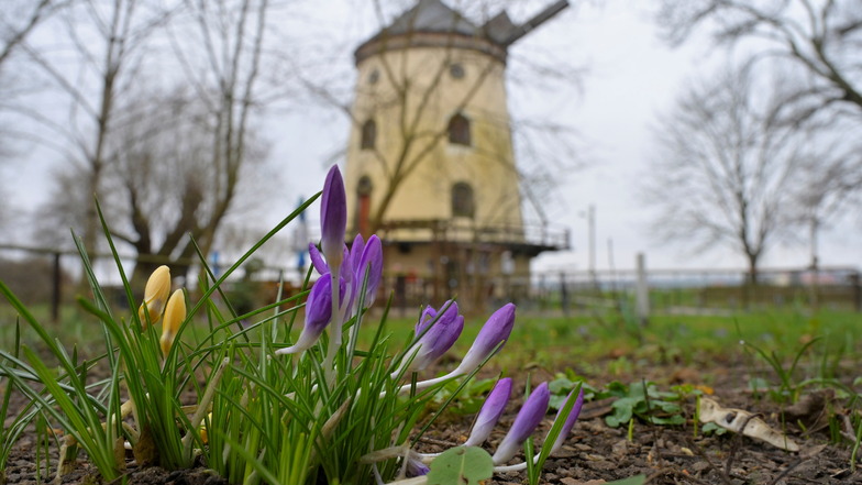 Mit dem Frühling kommen wieder mehr Radtouristen an der Gohliser Windmühle vorbei, die dann hier eine entspannte Pause an der Elbe genießen können.