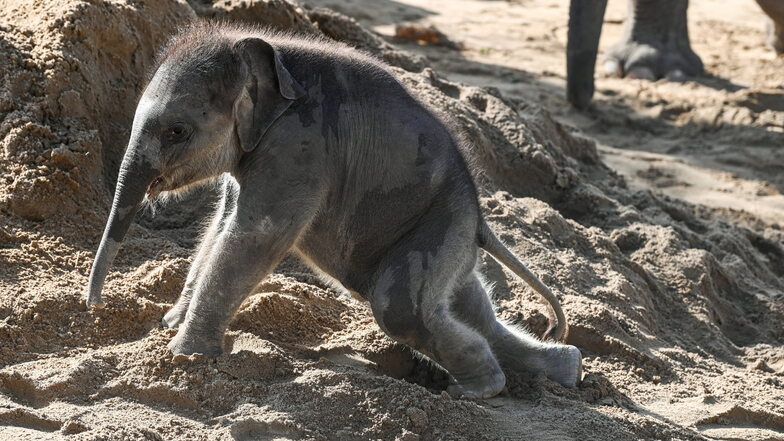 Sechs Wochen ist der kleine Elefantenbulle im Leipziger Zoo alt. Der Sohn von Pantha und Voi Nam soll nun einen Namen bekommen.