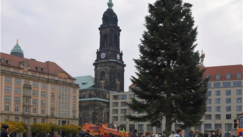Der 584. Dresdner Striezelmarkt kann beginnen: Die Tanne ist am Sonnabend heil auf dem Altmarkt angekommen.