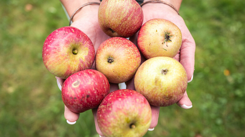 Jetzt ist es an der Zeit, sich mit Äpfeln einzudecken - weil sie gesund sind und weil sie schmecken.