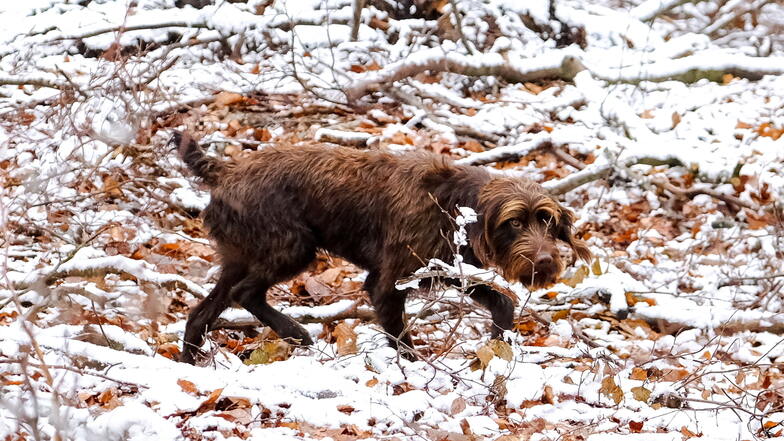 Pudelpointer Fredi sucht im Wald nach einem dort versteckten Stück eines Wildschweines.
