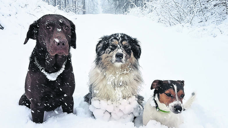 Hunde-Trio: Mandy Illgen aus Oberhäslich war mit ihren drei Hunden in die Dippser Heide spazieren. Die Vierbeiner genießen den Tiefschnee.