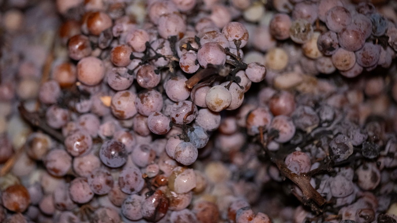 Gefrorene Weintrauben liegen zur Eisweinlese auf einem Weinberg der Sächsischen Winzergenossenschaft in einem Trog.