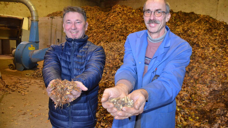 Matthias Tirsch von der Hochschule Zittau/Görlitz und Norbert Döring vom Gedes-Verein zeigen die Blätter und die daraus hergestellten Pellets.