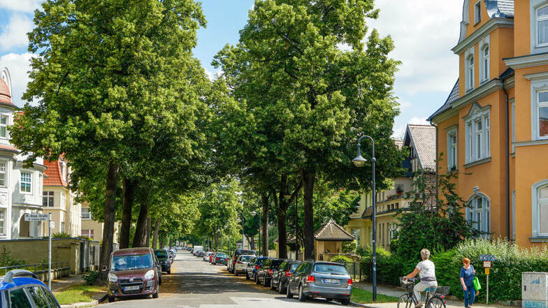 Prächtige Linden säumen die Paulistraße in Bautzen, ein Teil der Bäume soll wegen der geplanten Straßensanierung gefällt werden.