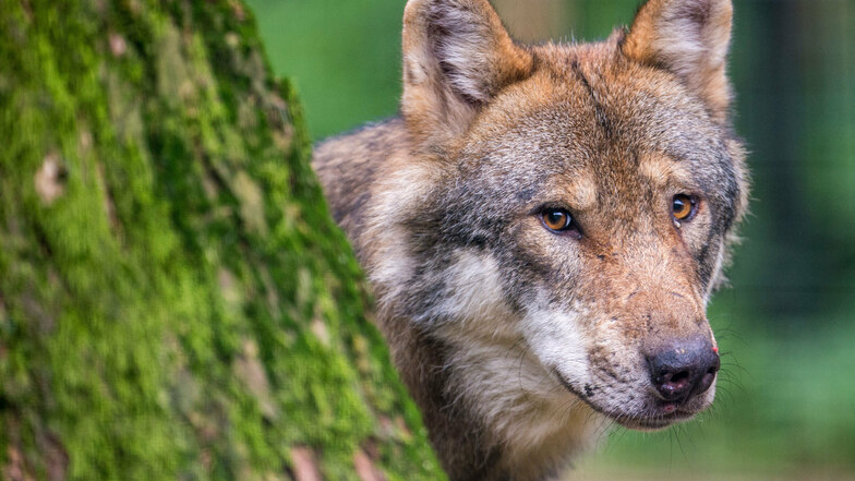 Wolfsrisse werden häufiger - das liegt auch an mehr Exemplaren im Freistaat.