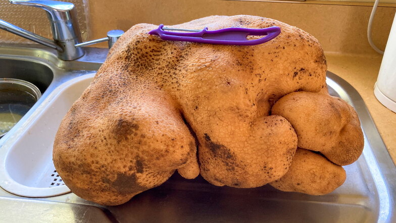 Rekord: Neuseeländer erntet 7,9-Kilo-Kartoffel