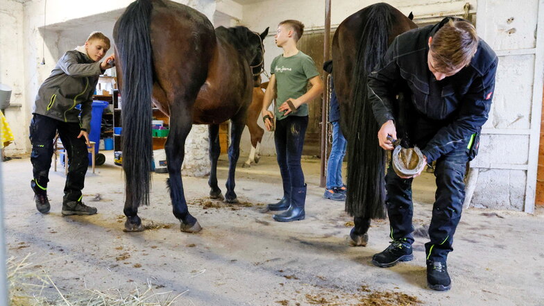 Hufpflege, Striegeln, Nähe zum Pferd herstellen - das alles sind Lektionen für die jungen Osterreiter, bevor es aufs Pferd geht.