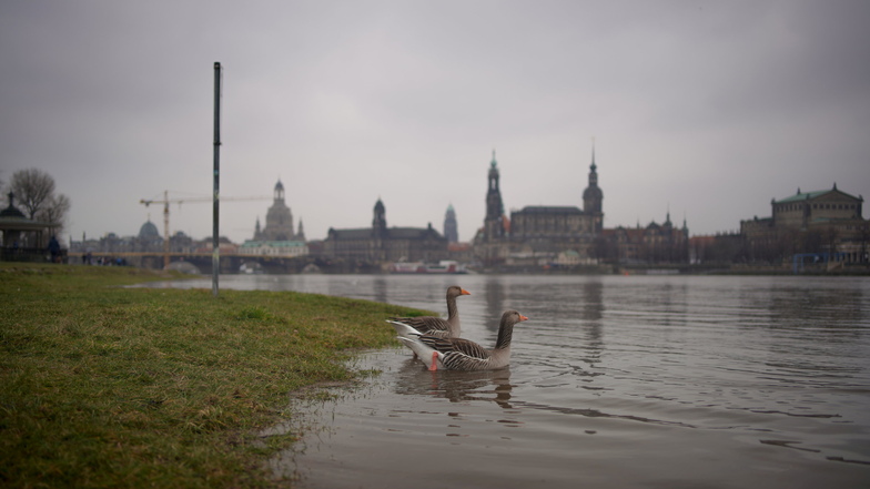 Im Februar 2021 stiegen die Pegel an der Elbe aufgrund von Regen und Tauwetter an. In Zukunft könnten Pappeln helfen, die Stadt vor Hochwasser zu schützen.