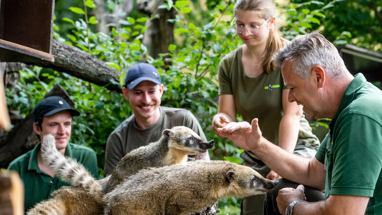 Die Azubis Max Schrader, Robert Werder und Linda Draßdo mit Zooinspektor Helmar Pohle in der Anlage der Nasenbären im Zoo Dresden