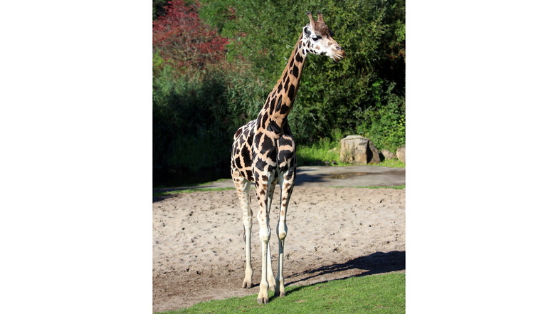 Giraffenkuh Ashanti musste am Mittwochmorgen eingeschläfert werden.