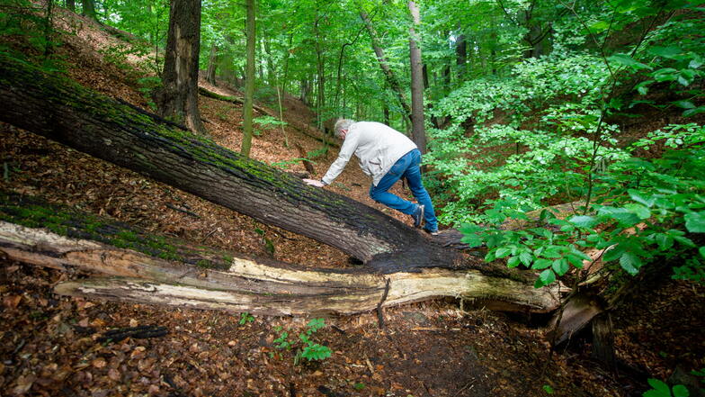 Ein umgestürzter Baum liegt quer über den Wanderweg im Fiedlergrund. Spaziergänger Matthias Donath ist bei seinen Waldspaziergängen gezwungen, drüberzuklettern. Für den agilen Senior ist das noch kein Problem.