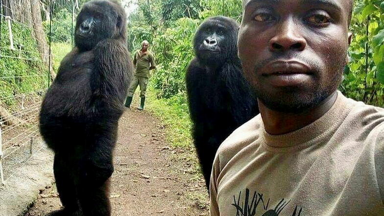 Mathieu Shamavu, Ranger und Pfleger im Senkwekwe Center for Orphaned Mountain Gorillas, posiert für ein Foto mit den verwaisten Gorillaweibchen Ndakasi (l) und Ndeze.
