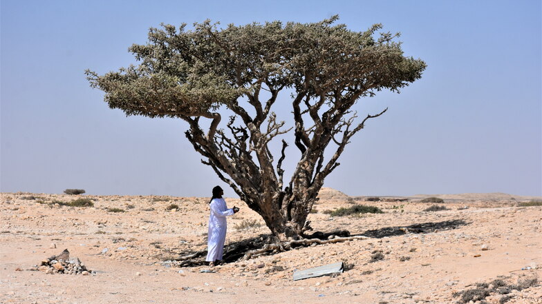 Der Weihrauchbaum kann mehrere Hundert Jahre alt werden – wie dieses stattliche Exemplar.