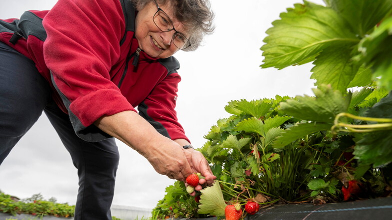 Frische Erdbeeren: Hier können die Dresdner jetzt selbst pflücken