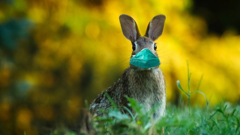 Vorsicht, Ostern: Der Hase gilt als Bote Gottes und steht wie das Ei als ein Zeichen für Fruchtbarkeit und Leben.