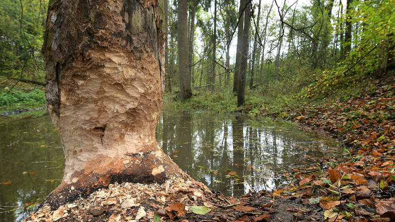 Biberspuren in Naußlitz bei Roßwein im Oktober 2019: Angenagte Bäume und überschwemmtes Land.