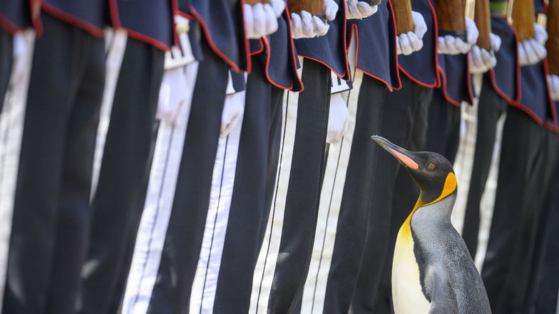 Pinguin in Schottland zum norwegischen General befördert