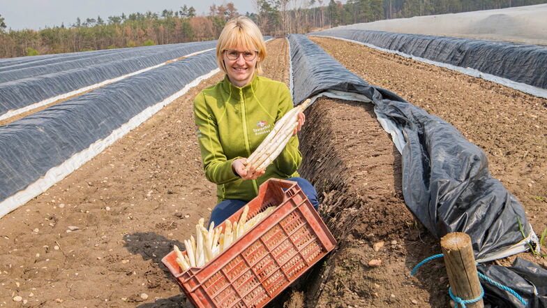 Jedes Jahr, aber nicht immer zu selben Zeit: Elizabeth Schöne vom Spargelhof Ponickau mit dem ersten gestochenen Gemüse der neuen Saison. Aufgrund des Wetters verschob sich die Ernte ein wenig.