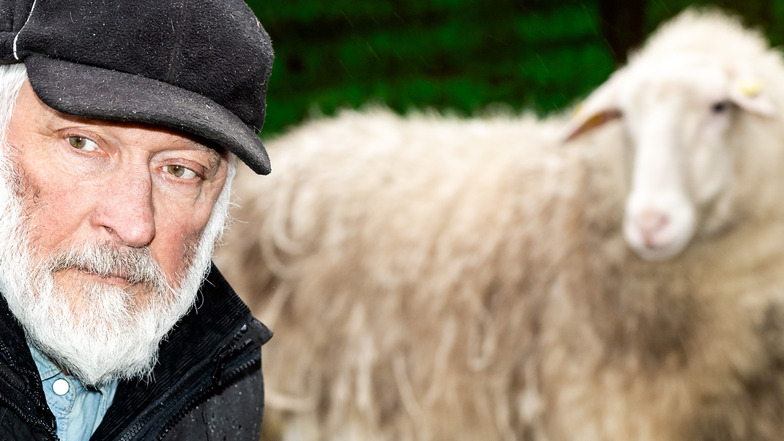 Norbert Krüger hat seit 50 Jahren mit Schafen zu tun. Kürzlich wurde eines seiner Tiere gerissen – gleich hinterm Wohnhaus und in direkter Nachbarschaft zum Barockschloss. „Wölfe haben in den Dörfern nichts zu suchen“, sagt der Rammenauer.