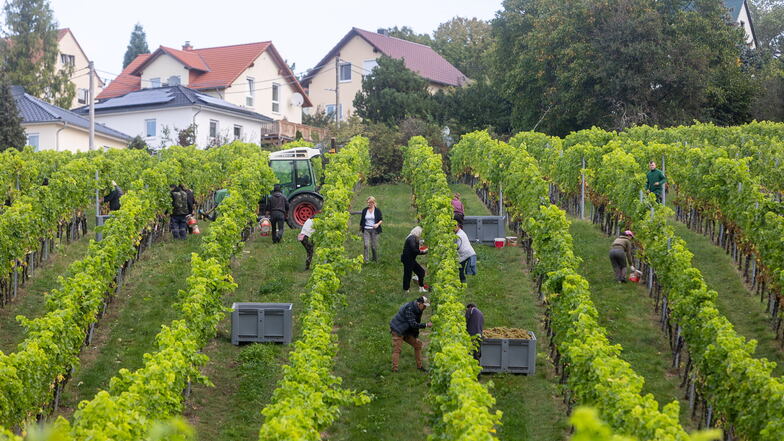 Warum eine Auslese das Weinjahr in Pesterwitz vollkommen macht