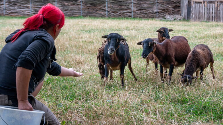 Im Ostrauer Tierheim versucht Patricia Tatzelt, die Soay-Schafe zu locken. Es hat lange gedauert, sie zu vermitteln.