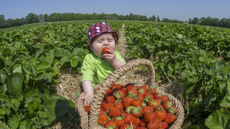 Lecker, denkt sich auch die kleine Charlotte und testet auf dem Erdbeerfeld die frisch gepflückten Früchte. Hier hat diese Woche die Selbstpflücke begonnen. Geöffnet ist täglich.