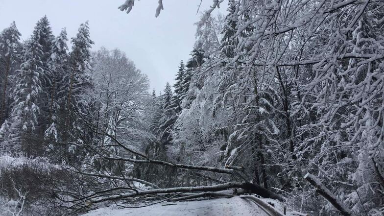 Auch Polen ist betroffen: Beispielsweise blockierte am Donnerstag ein Baum die Straße zwischen Bogatynia und Frydlant. Foto: Bogatynia.info.pl