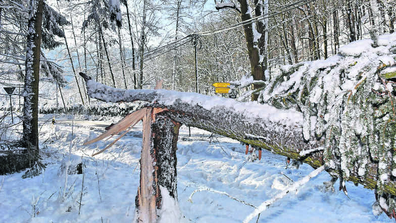 Im Wald zwischen Lungkwitz und Hausdorf sind mehrere Fichten umgeknickt. (Fotos: Egbert Kamprath)