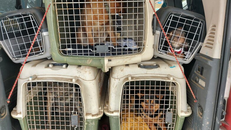 59 Hunde und Katzen aus Kriegsgebiet gerettet