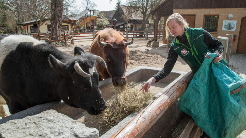 Steffi Späthe füttert die Kühe Heidi (vorn) und Gretel im Tierpark in Görlitz. Beide Vertreter bedrohter Haustierrassen bekommen derzeit weniger Futter: Sie sind auf Diät gesetzt.