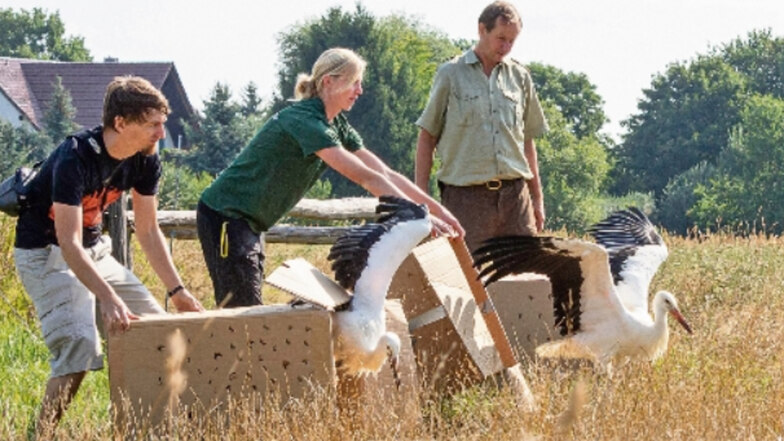 Mitarbeiter des Görlitzer Tierparks lassen an einem Feld bei Wartha die drei Weißstörche frei.